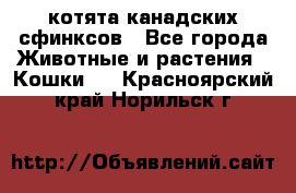 котята канадских сфинксов - Все города Животные и растения » Кошки   . Красноярский край,Норильск г.